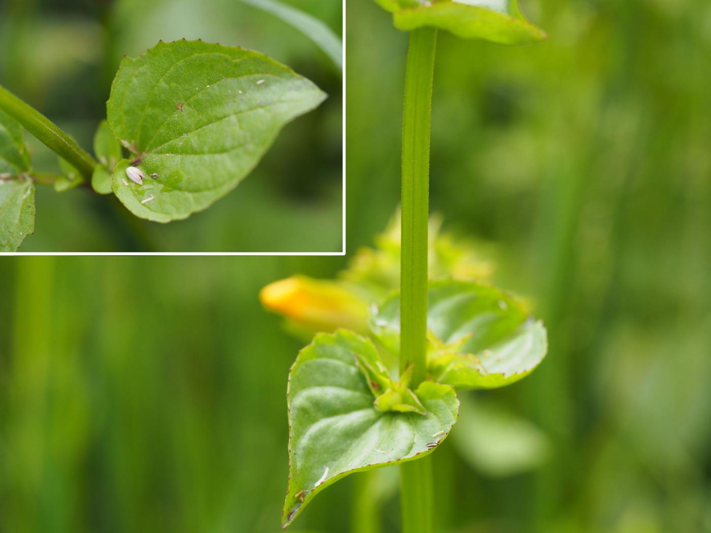 Monkeyflower, Streamside leaf